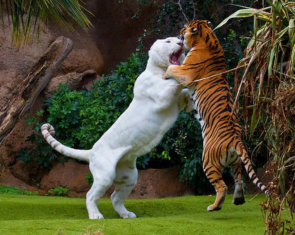Tnjamin Wap Sh T Iger Vs Liger